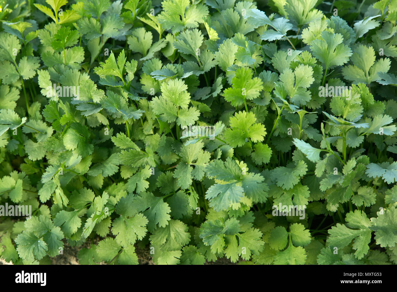 Close-up di coriandolo 'Coriandrum sativum' sotto la coltivazione, noto anche come il coriandolo, il prezzemolo cinese. Foto Stock