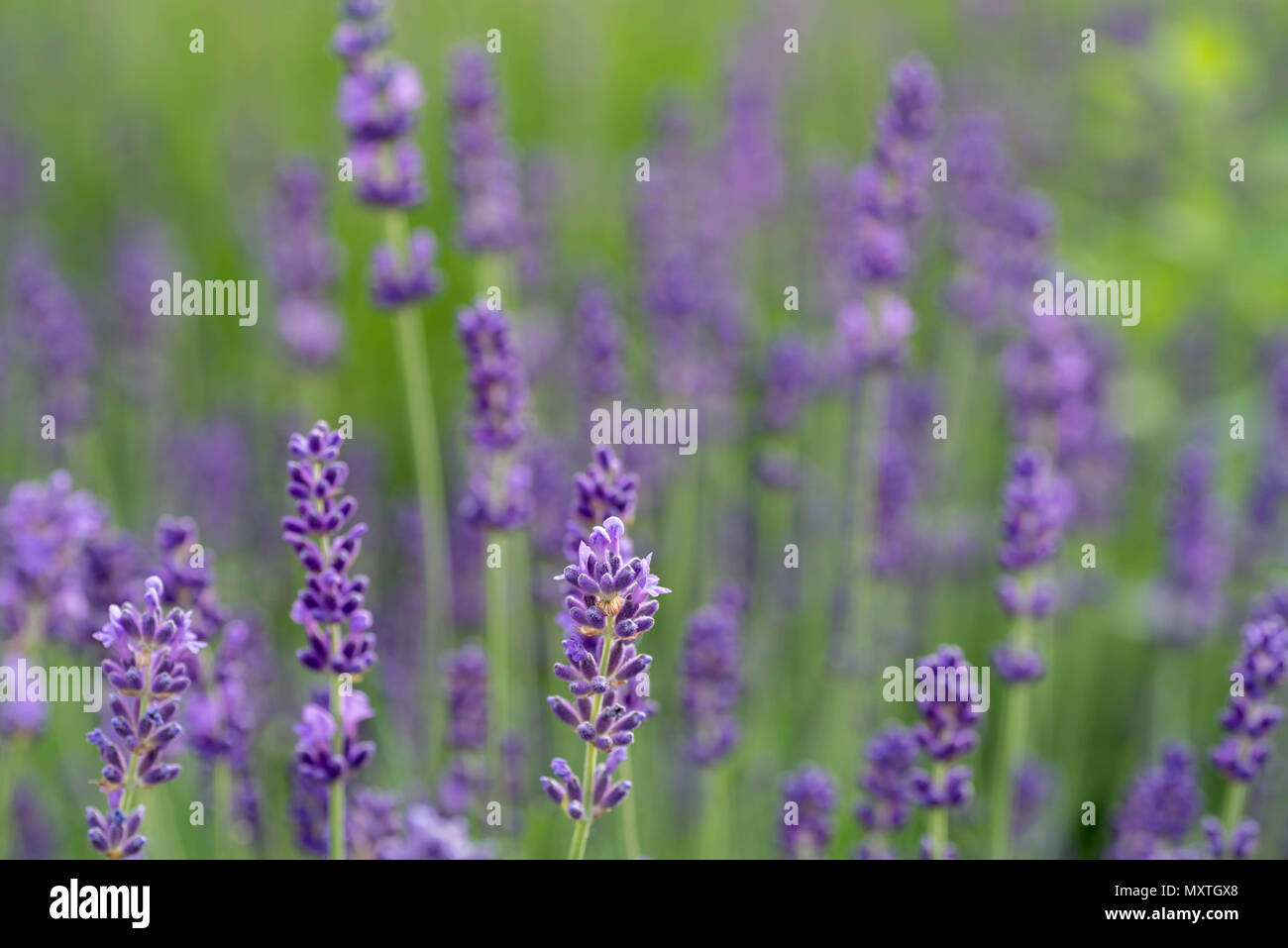 Lavanda fiori nel campo macro messa a fuoco selettiva Foto Stock