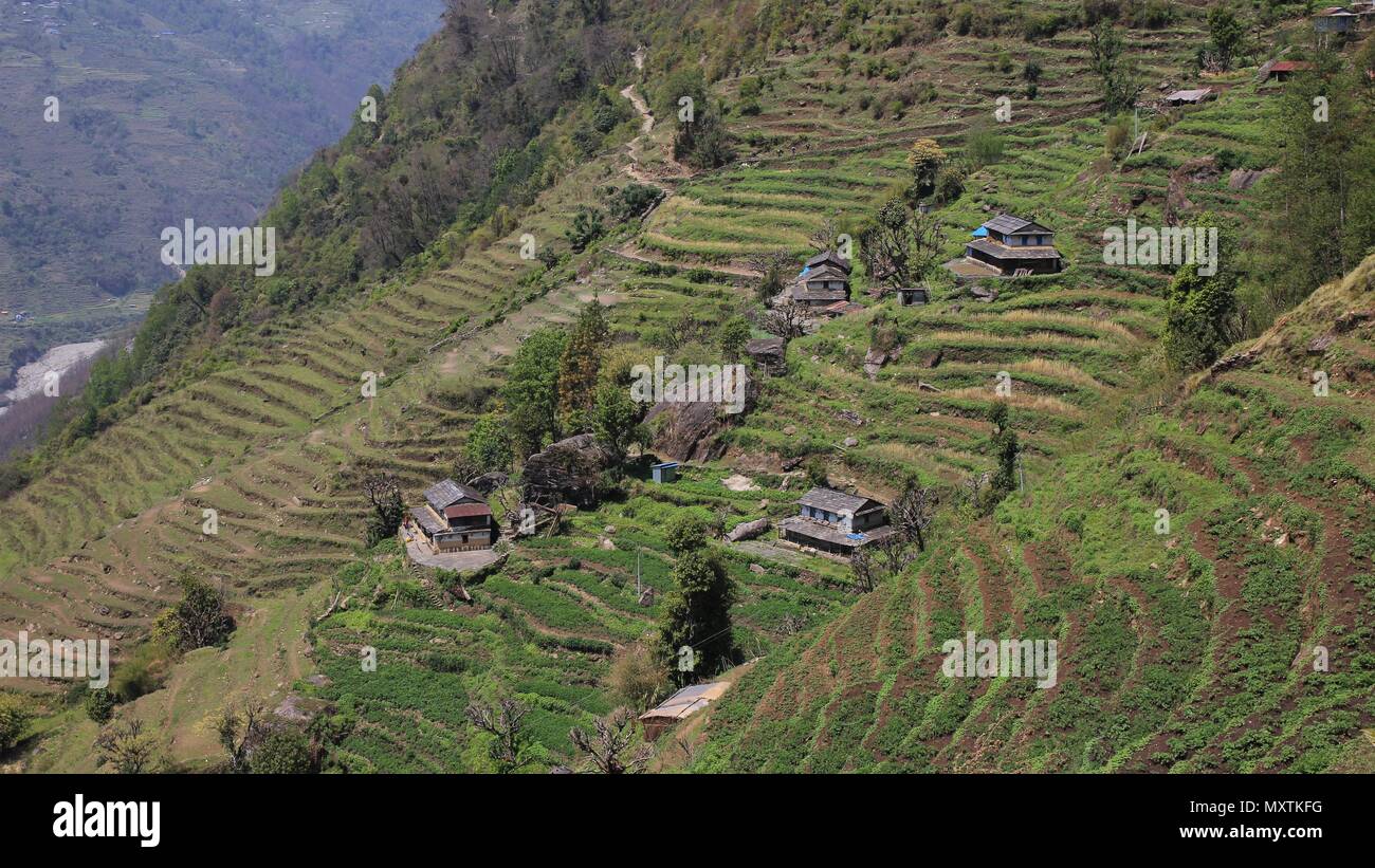 Rurale scena in Taulung, Annapurna Conservation Area, Nepal. Ripida collina con campi terrazzati e Gurung tradizionali case. Foto Stock