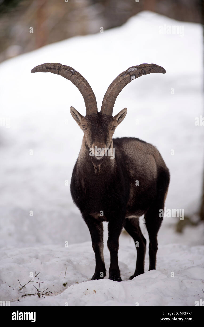 Stambecco dei pirenei nella neve, Capra pyrenaica, Spagna Foto Stock