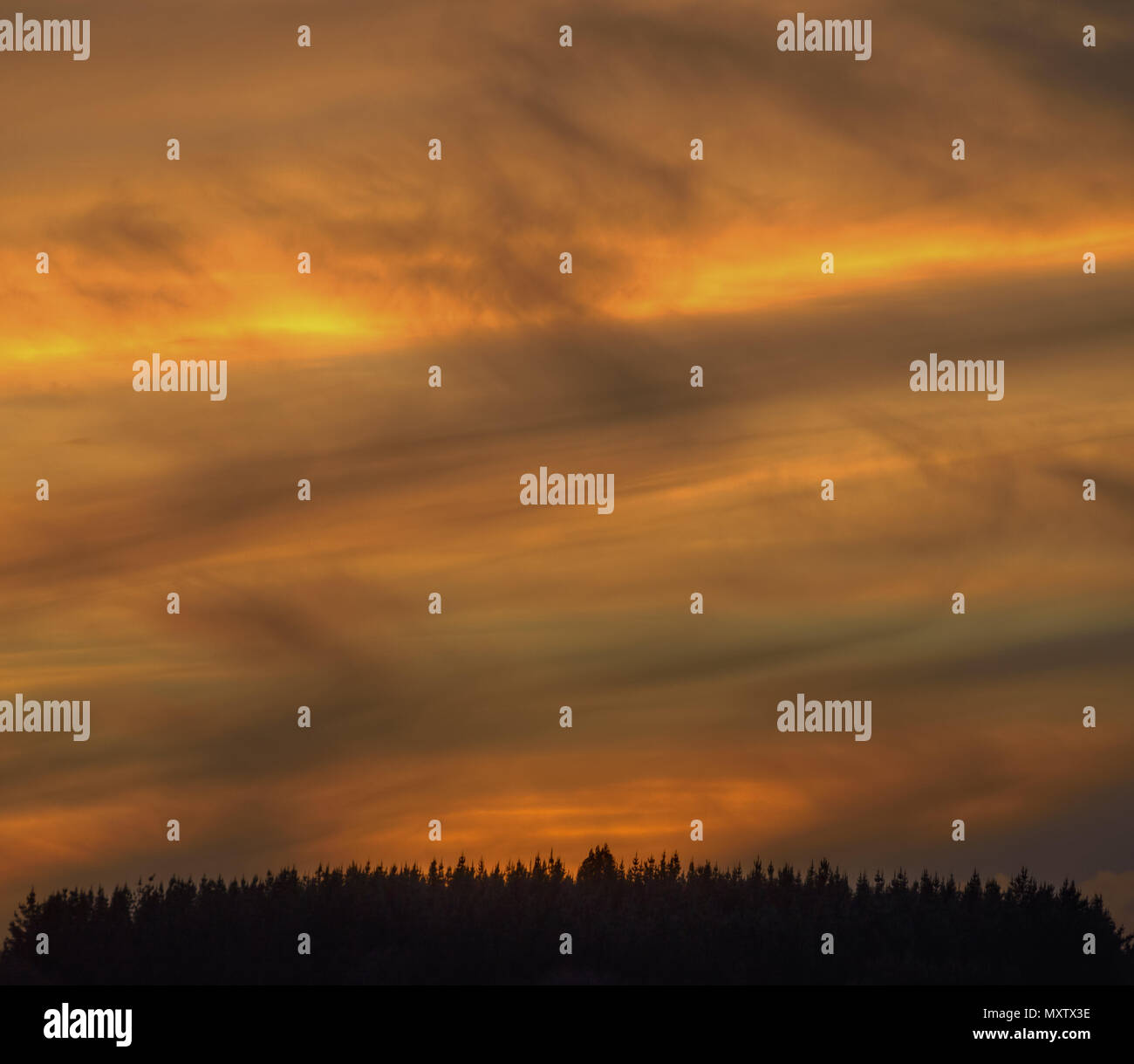 Formazioni nuvoloso al golden ora su una foresta Foto Stock