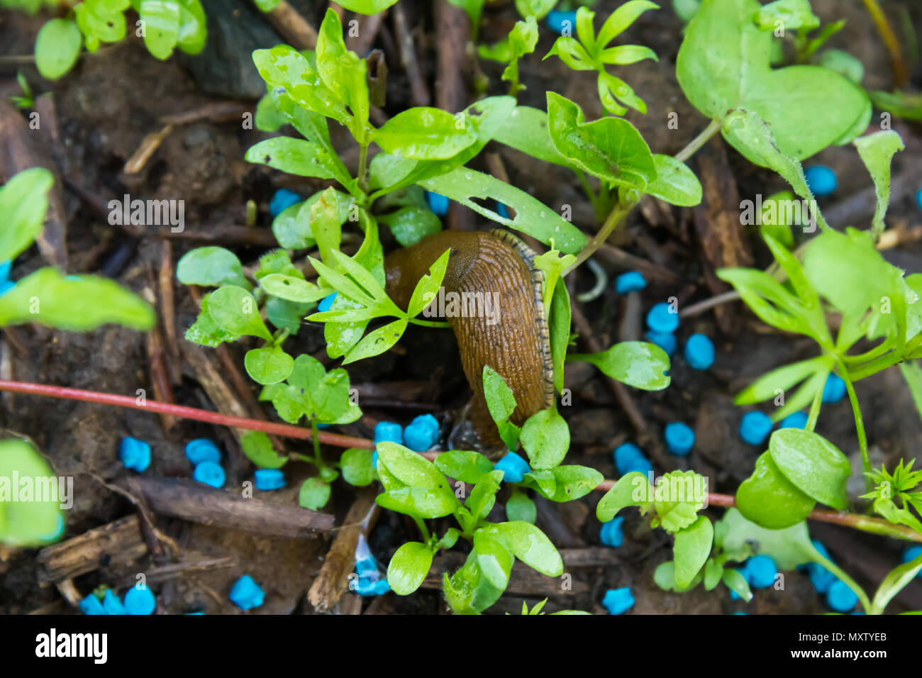 Red slug lumaca Mangiare grano in un letto giardino Foto Stock