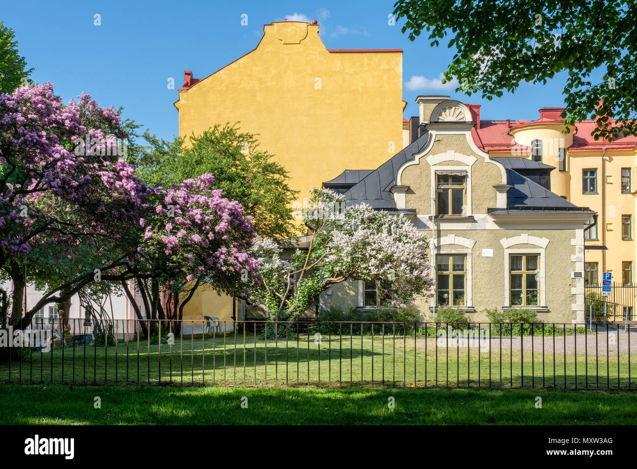 L'allegato e fiore lilla comune nel giardino della casa di Fröbel durante la tarda primavera a Norrköping, Svezia. Foto Stock