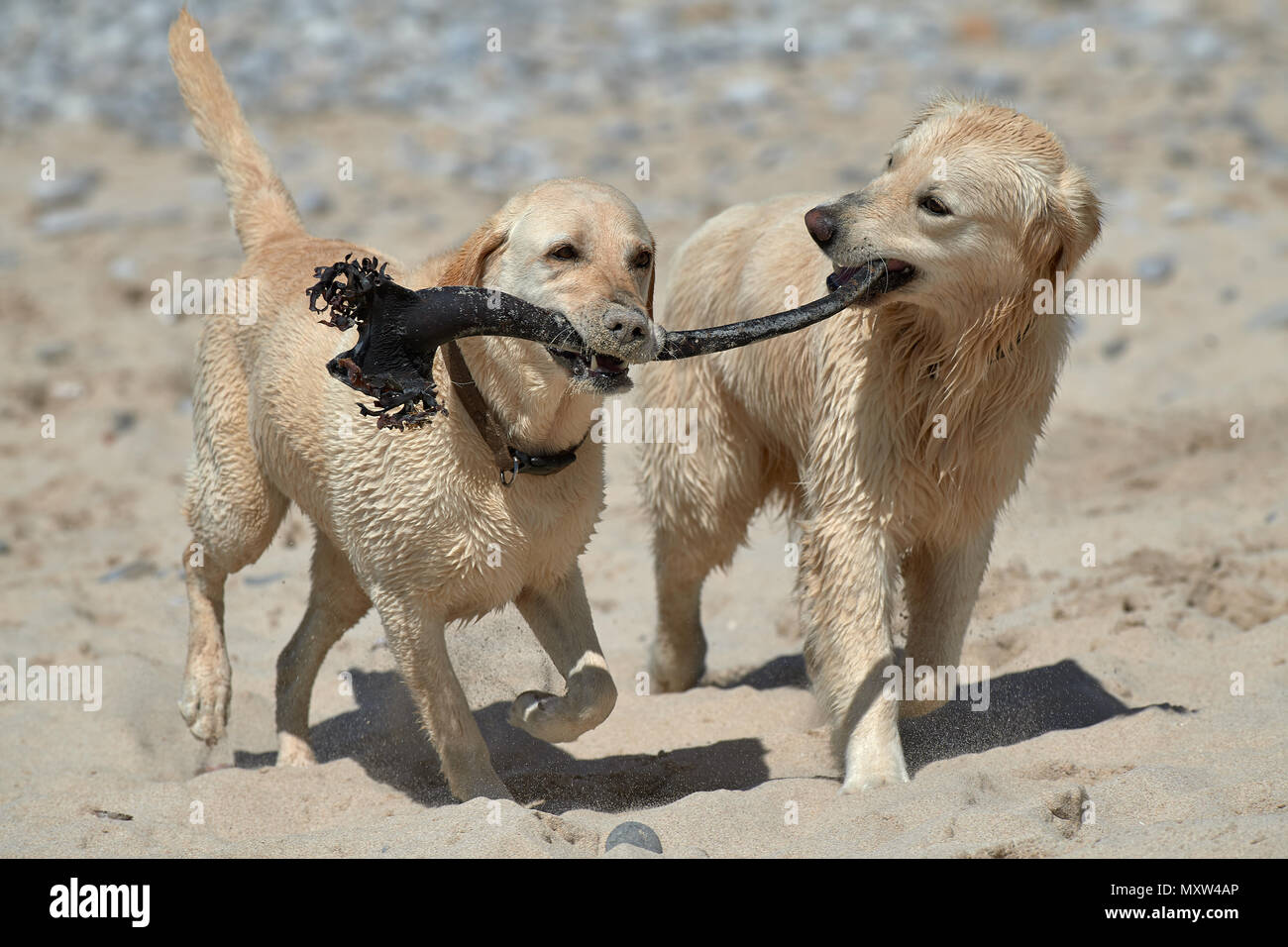 Il Labrador retriever e giocando sulla spiaggia con kelp stipe Foto Stock