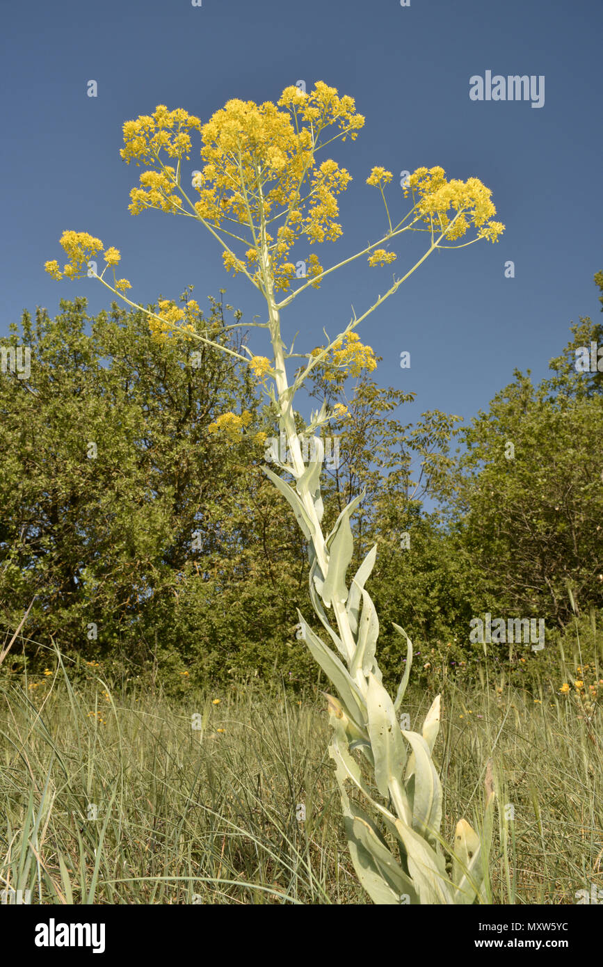 Guado - Isatis tinctoria Foto Stock