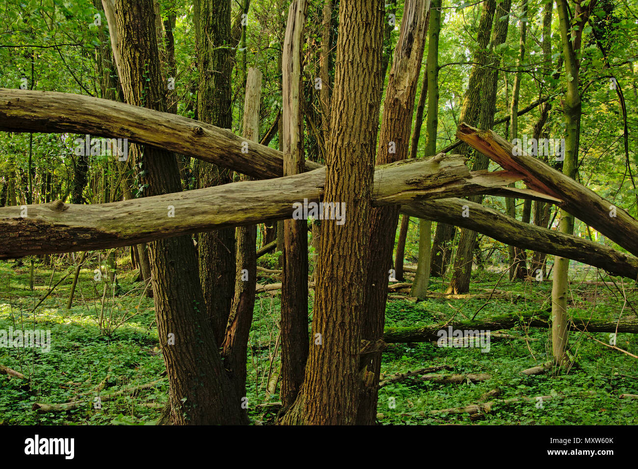 Dettaglio dei caduti e rotture di tronchi di albero catturato da alberi eretti dopo una tempesta di vento nella foresta Foto Stock