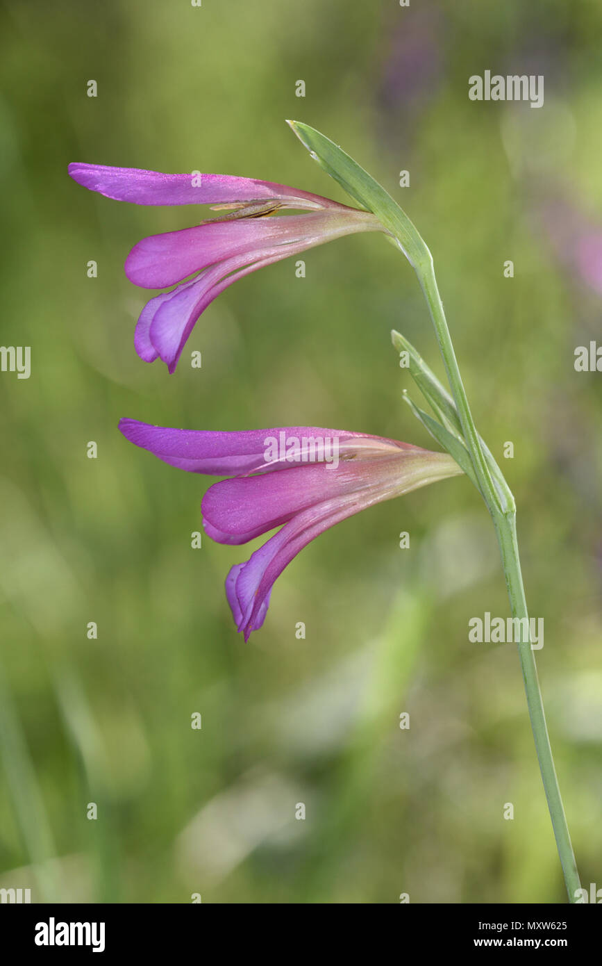 Italian Gladiolus - Gladiolus italicus Foto Stock