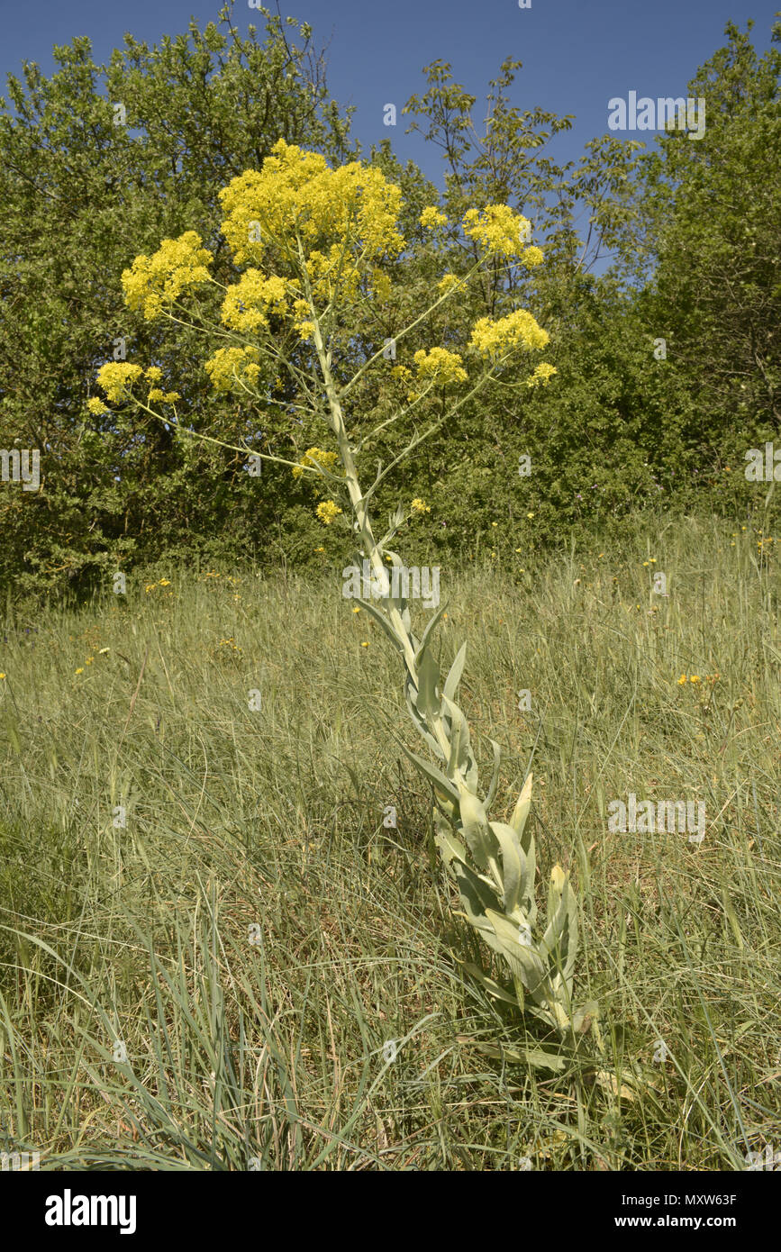 Guado - Isatis tinctoria Foto Stock