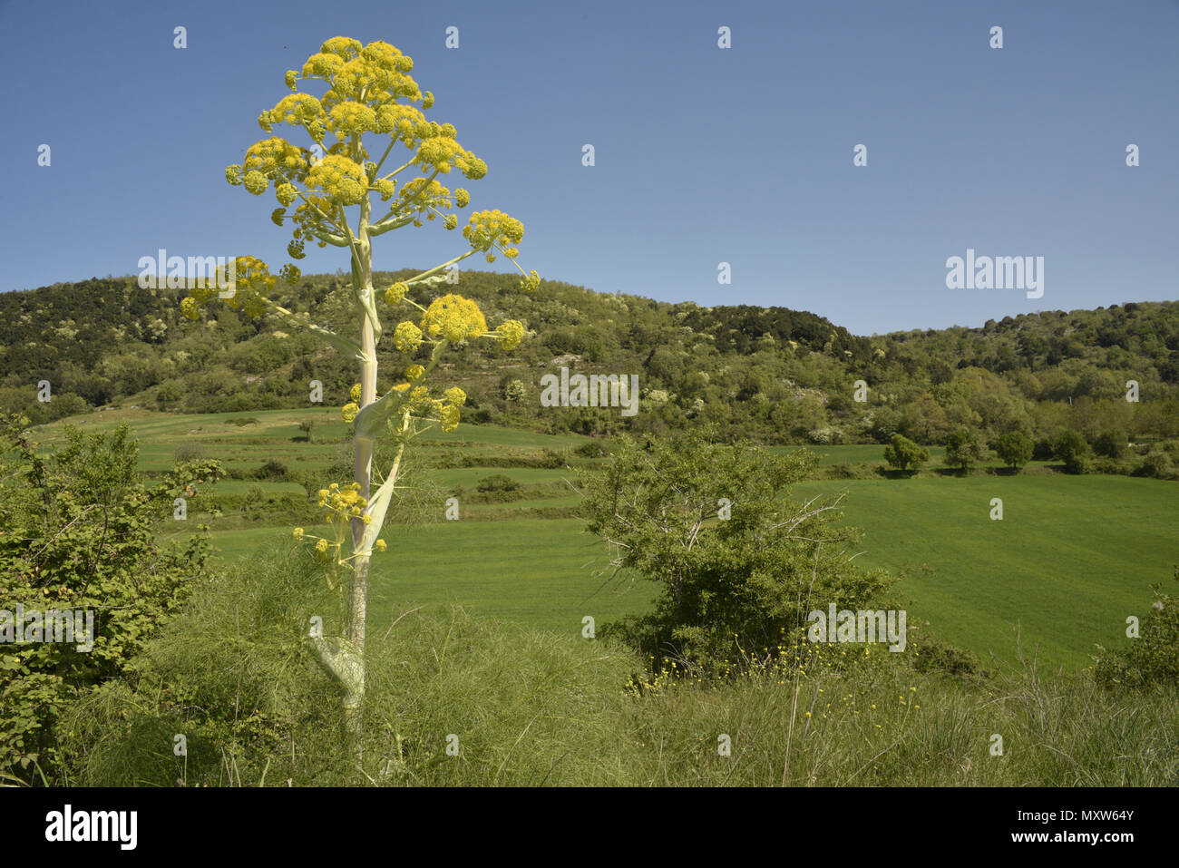 Finocchio gigante - Ferula communis Foto Stock