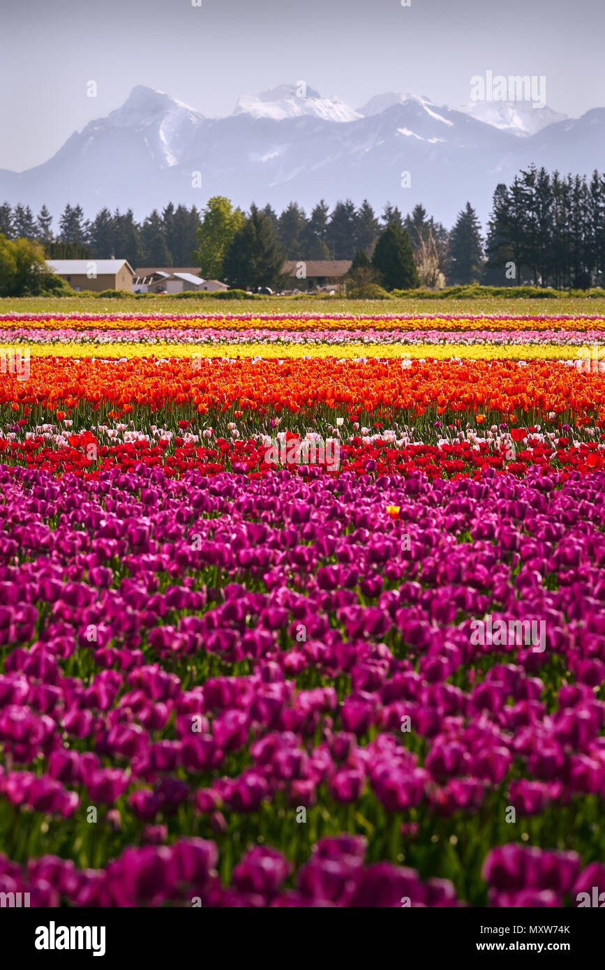 Tulipani colorati nel campo tranquillo campo di tulipani in primavera. Foto Stock