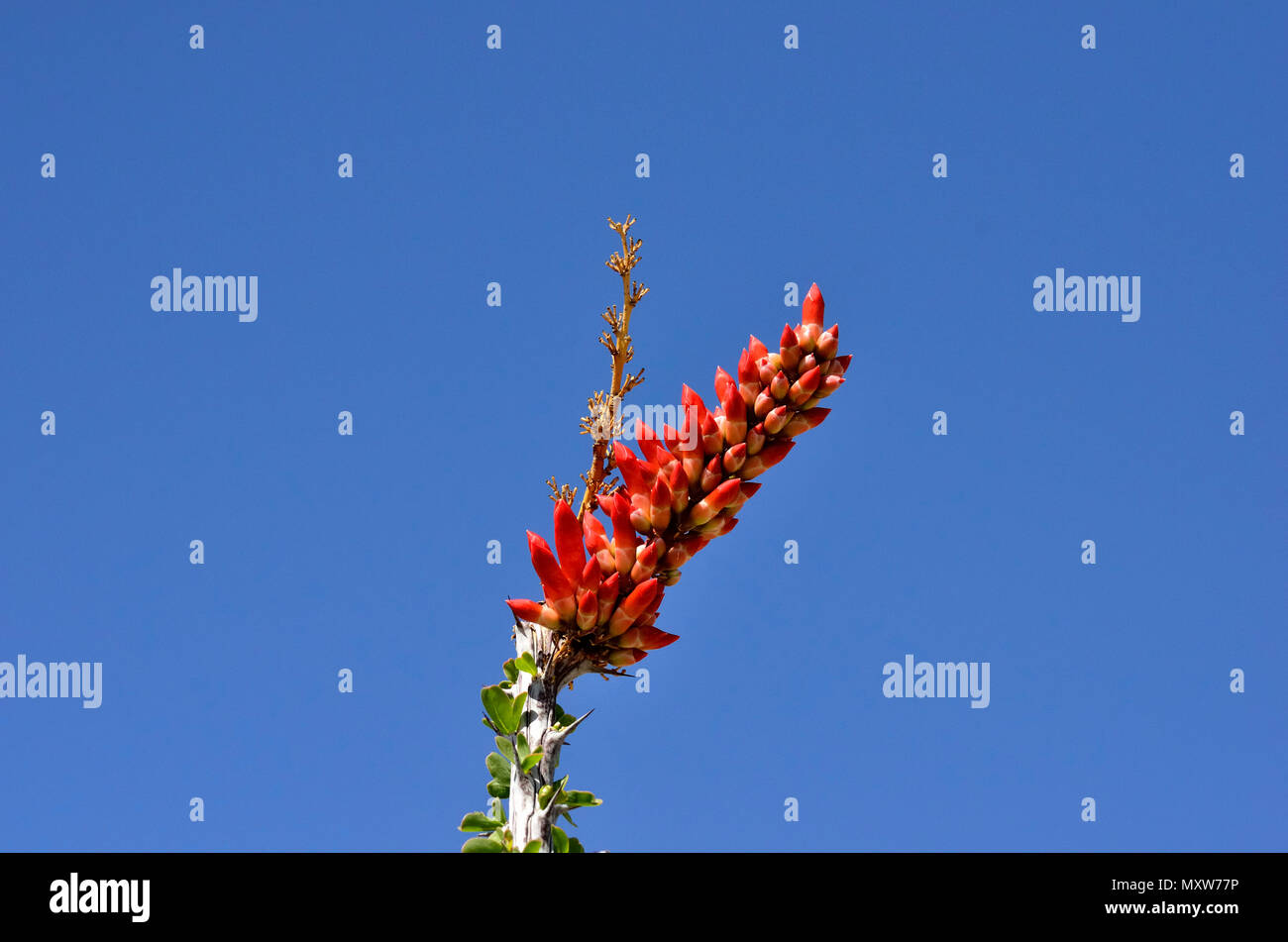 Ocotillo Bloom, Glorietta Canyon, Anza-Borrego Desert State Park, CA, Stati Uniti d'America 120328 70734 Foto Stock