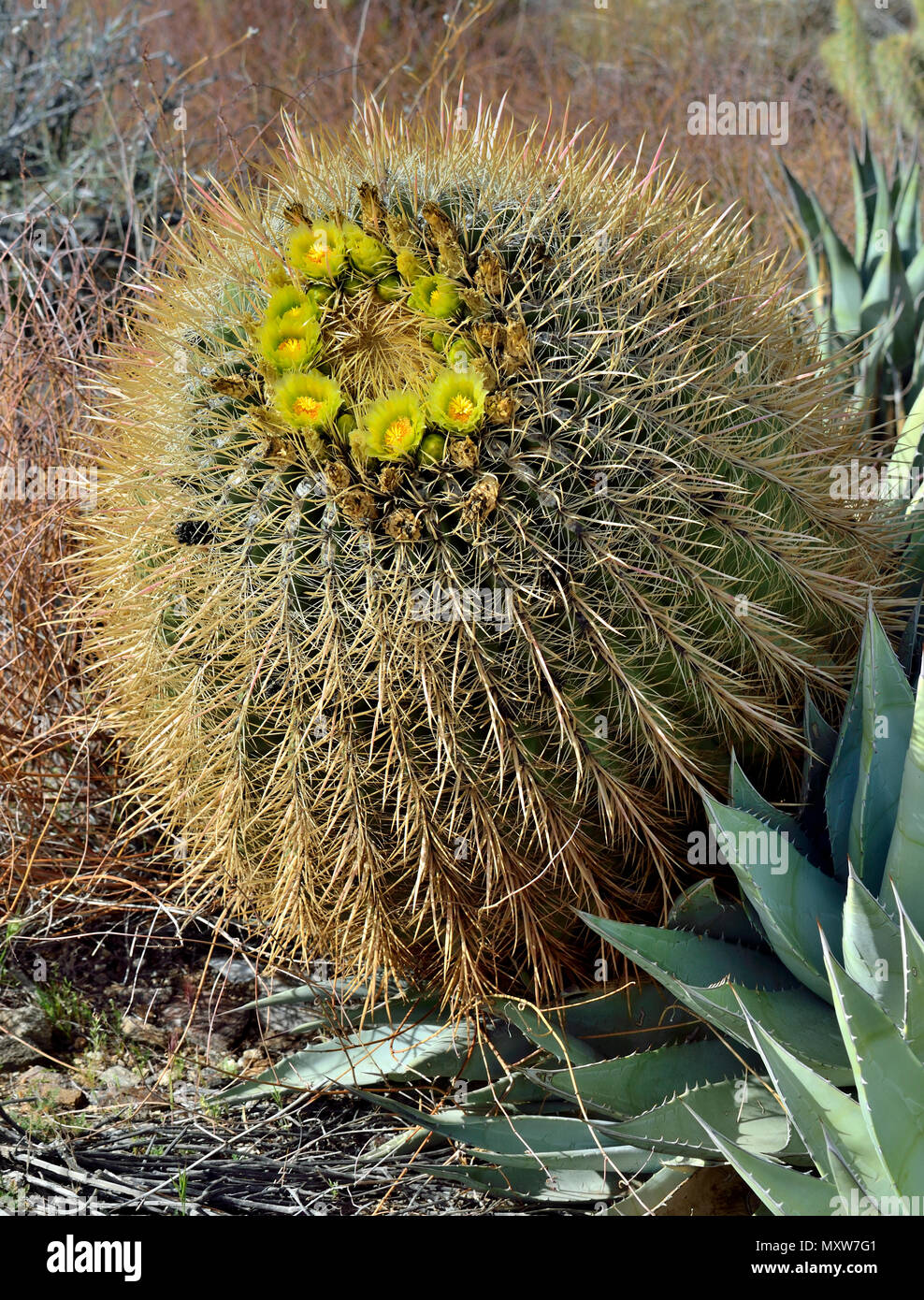 Blooming Barrel Cactus, Box Canyon, Anza-Borrego Desert State Park, CA, Stati Uniti d'America 120328 70776 Foto Stock