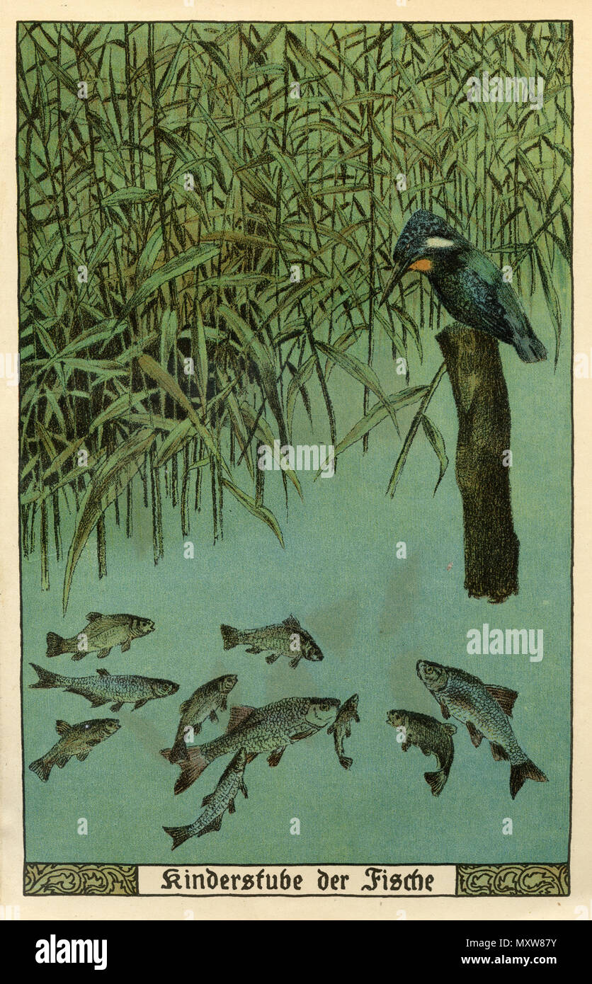 Kingfisher e i pesci giovani: "vivaio di pesce", 1908 Foto Stock