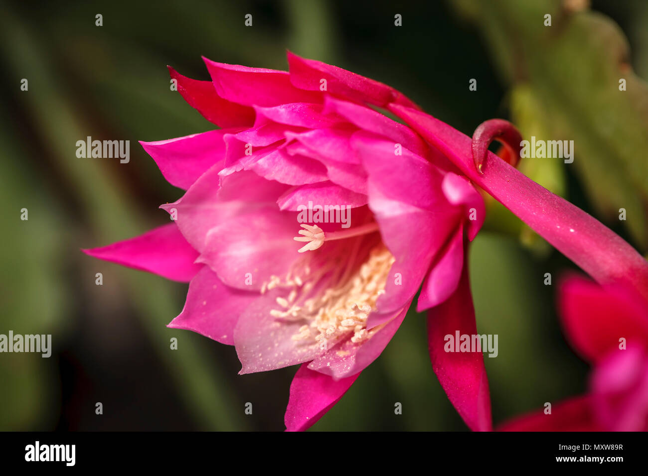 Close up di rosa orchid fiore di cactus, epiphyllum, all'interno dell'arboretum a Manito Park di Spokane, Washington. Foto Stock
