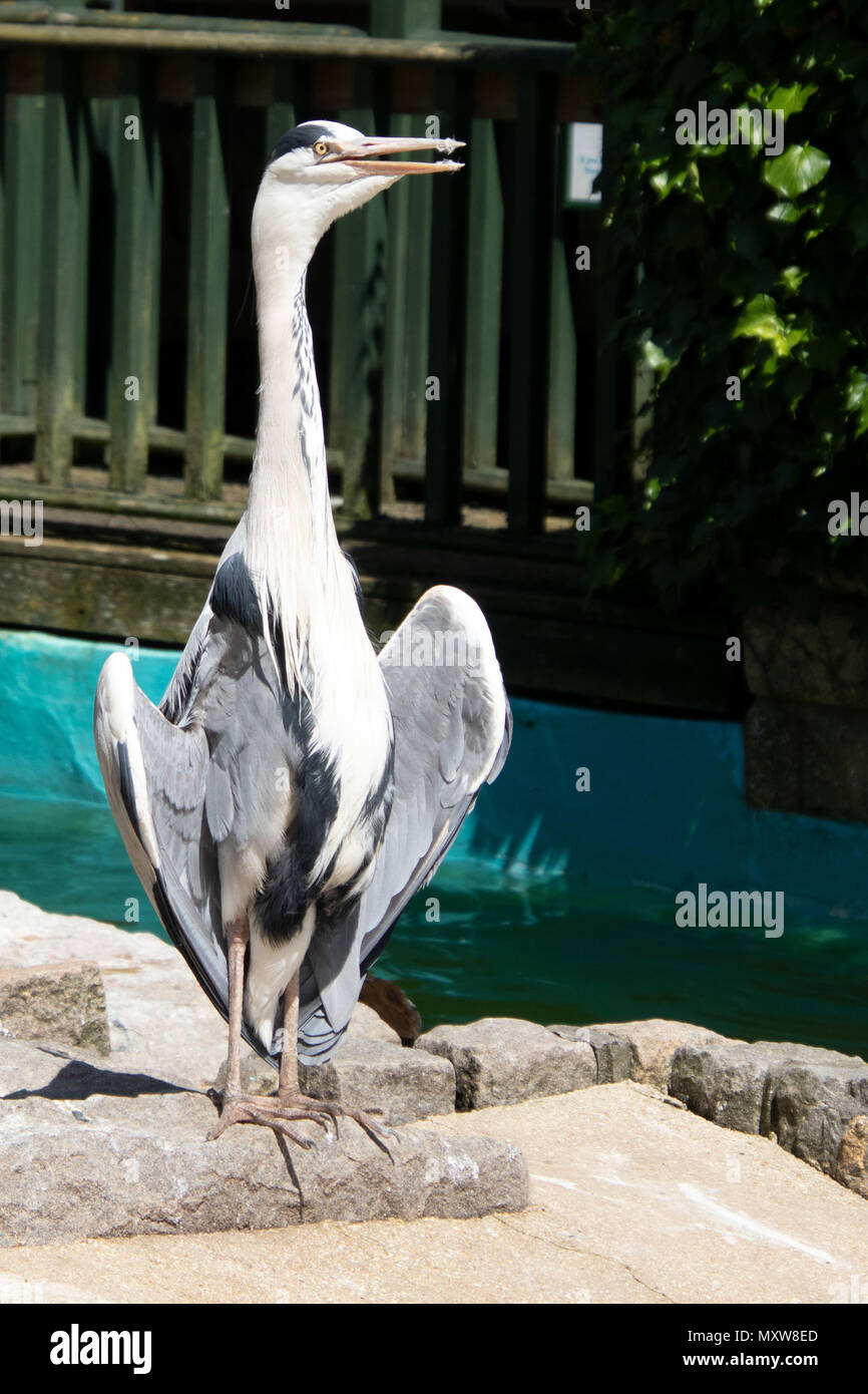 L'airone cinerino (Ardea cinerea) è una lunga zampe predatori di trampolieri della famiglia di airone, Ardeidi. Airone cenerino a prendere il sole Foto Stock