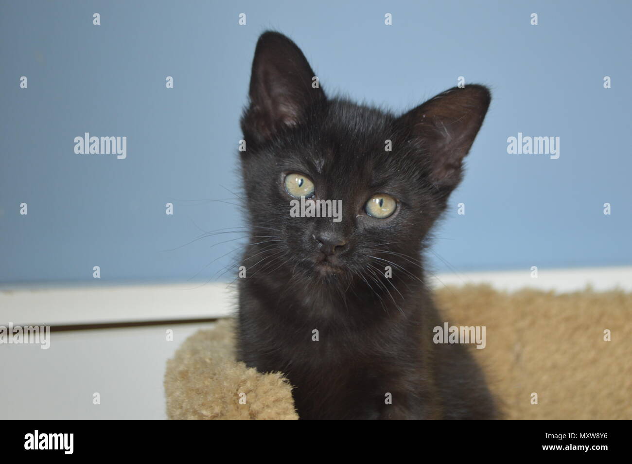 Gattino nero, 8 settimane Foto Stock