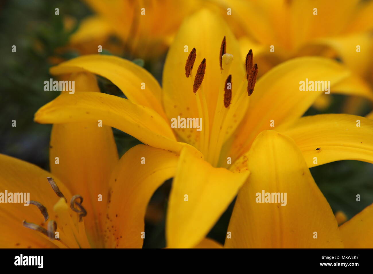 Un mazzetto di gigli gialli Foto Stock