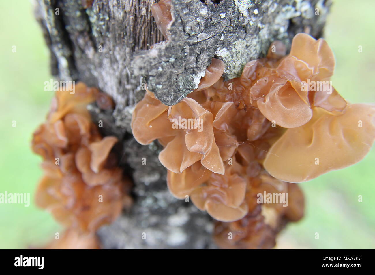 Orecchio di funghi la presa in consegna del tronco di un albero. Foto Stock