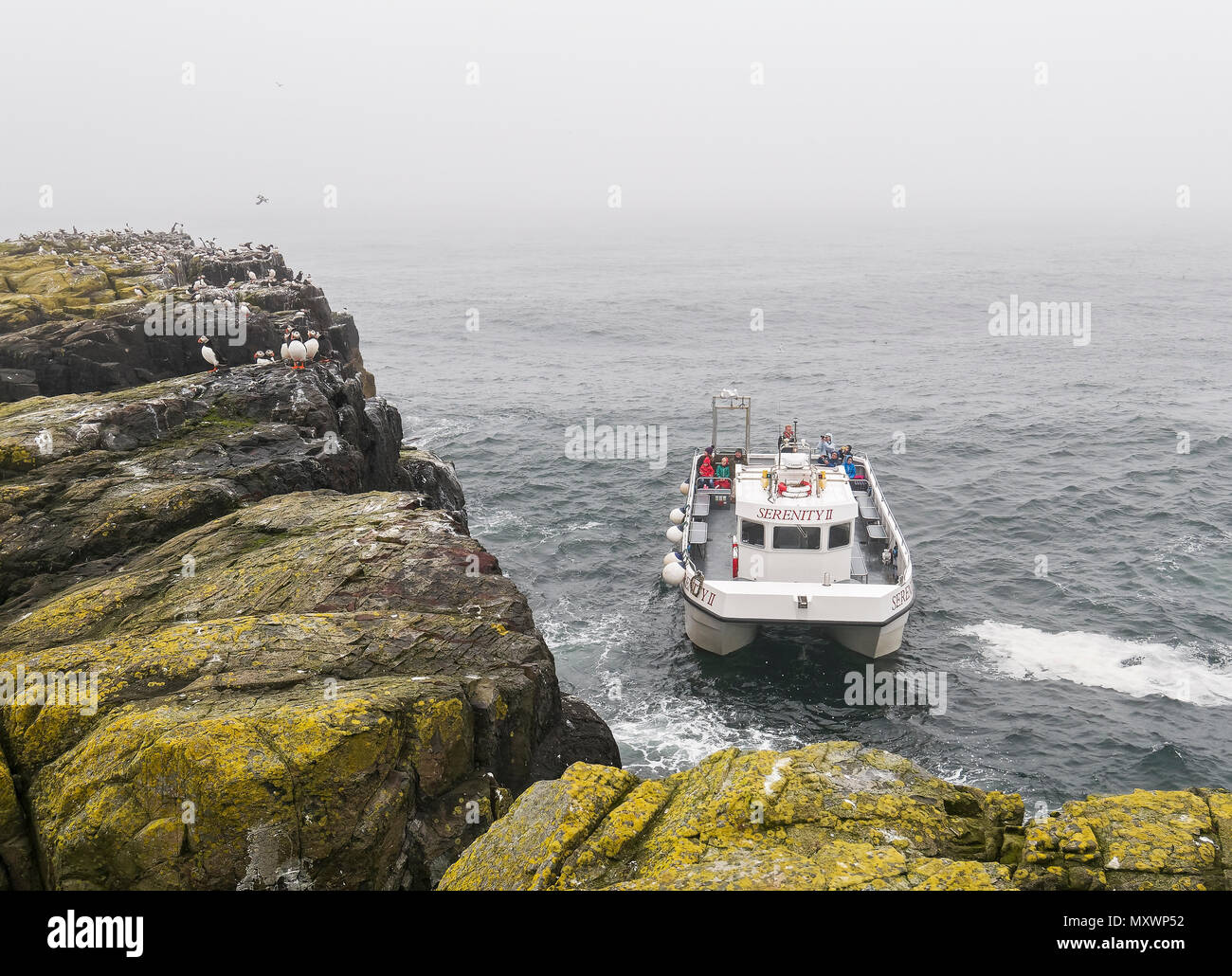 L'imbarcazione turistica serenità su un viaggio alle isole farne, un santuario della fauna selvatica off il Northumberland costa del Regno Unito. Foto Stock