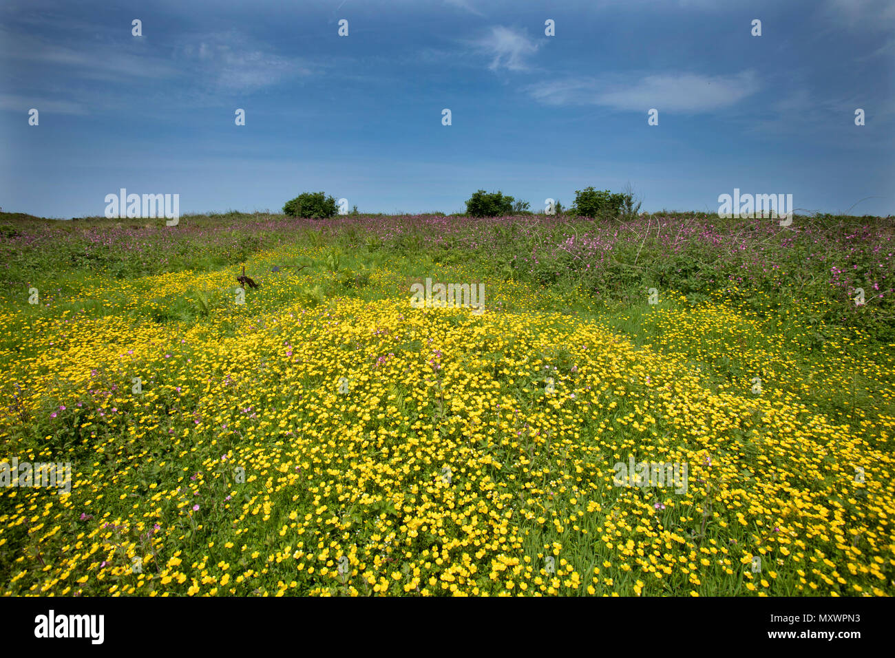 Renoncules fiorire e prosperare sul ungrazed Cornish moorland campo Foto Stock