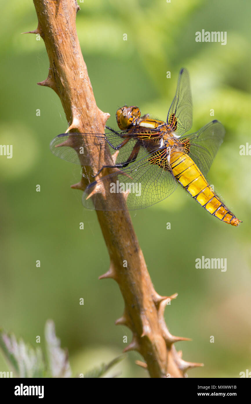Ampia corposi chaser (libellula depressa) giallo marrone addome appiattito femmina o maschio immaturo appollaiato sulla vegetazione twiggy. Ala marrone base. Foto Stock