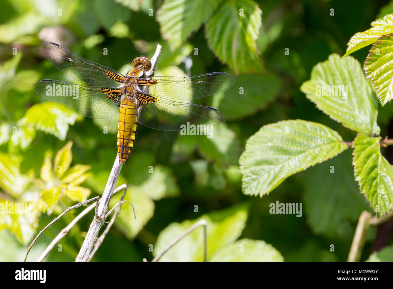 Ampia corposi chaser (libellula depressa) giallo marrone addome appiattito femmina o maschio immaturo appollaiato sulla vegetazione twiggy. Ala marrone base. Foto Stock
