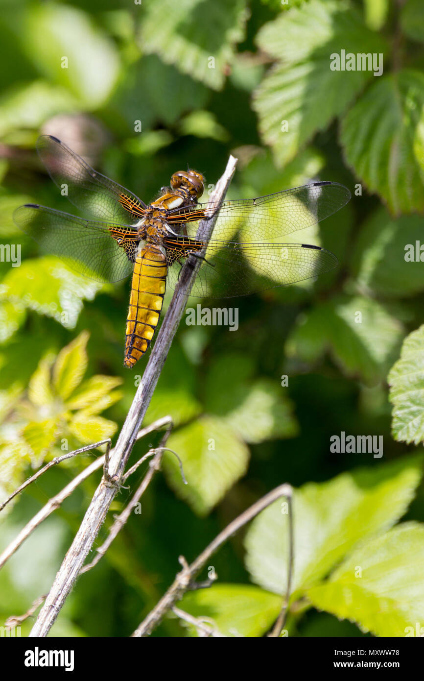 Ampia corposi chaser (libellula depressa) giallo marrone addome appiattito femmina o maschio immaturo appollaiato sulla vegetazione twiggy. Ala marrone base. Foto Stock