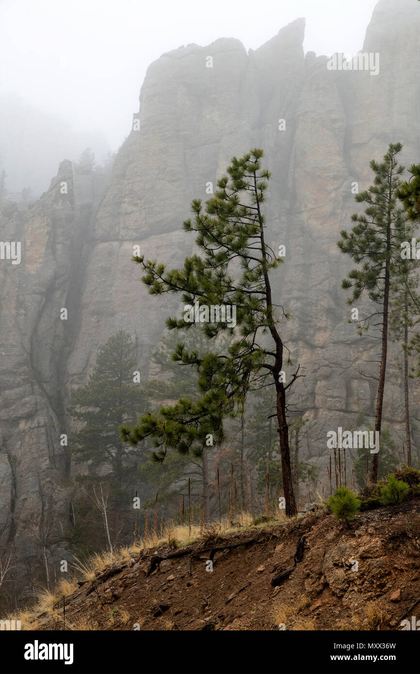 Gli aghi, caratteristiche di erosione, aghi autostrada, Custer State Park, il Dakota del Sud, Stati Uniti d'America, da James D. Coppinger/Dembinsky Foto Assoc Foto Stock