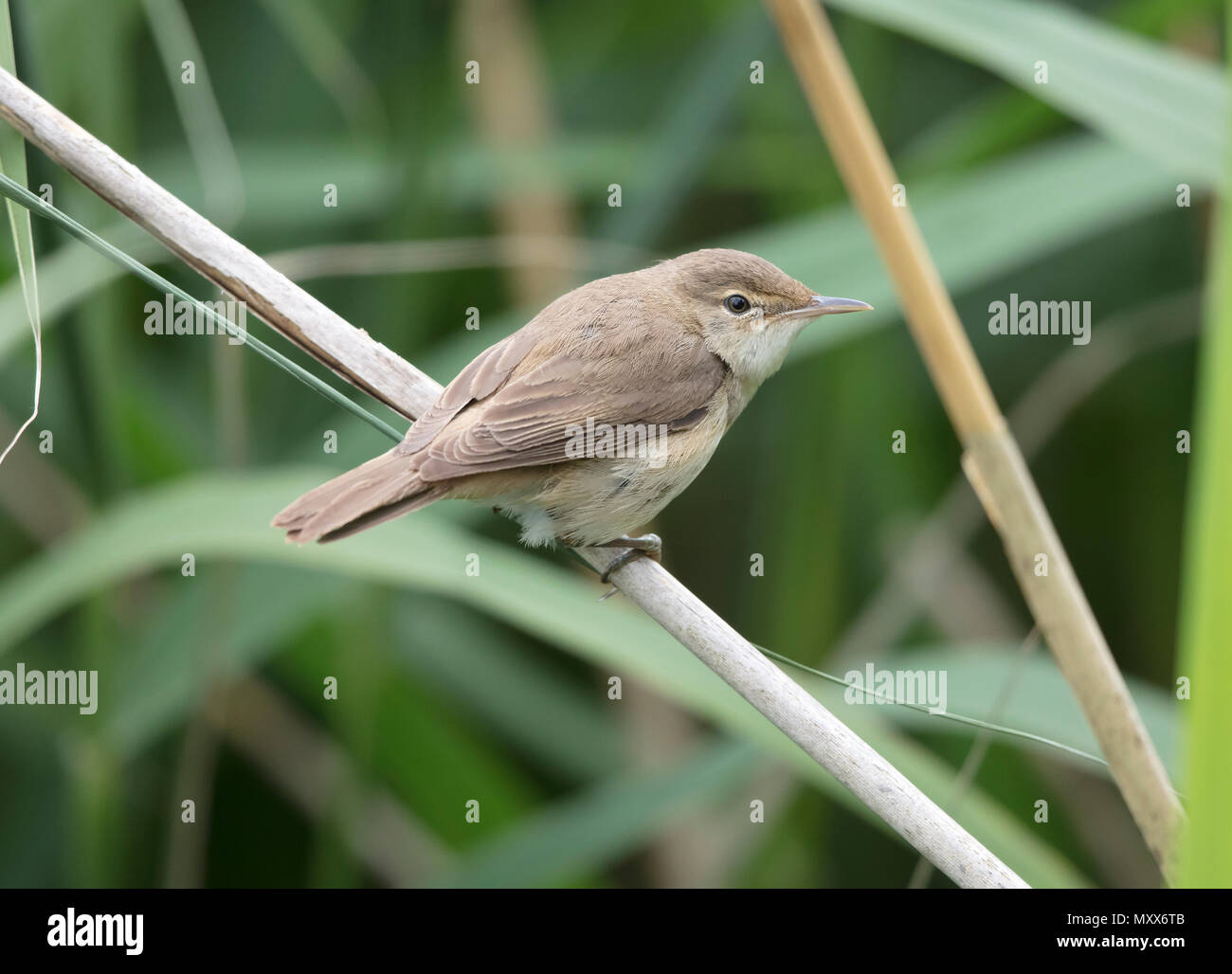 Reed trillo, Acrocephalus scirpaceus, su un reed, confine gallese, 2018 Foto Stock