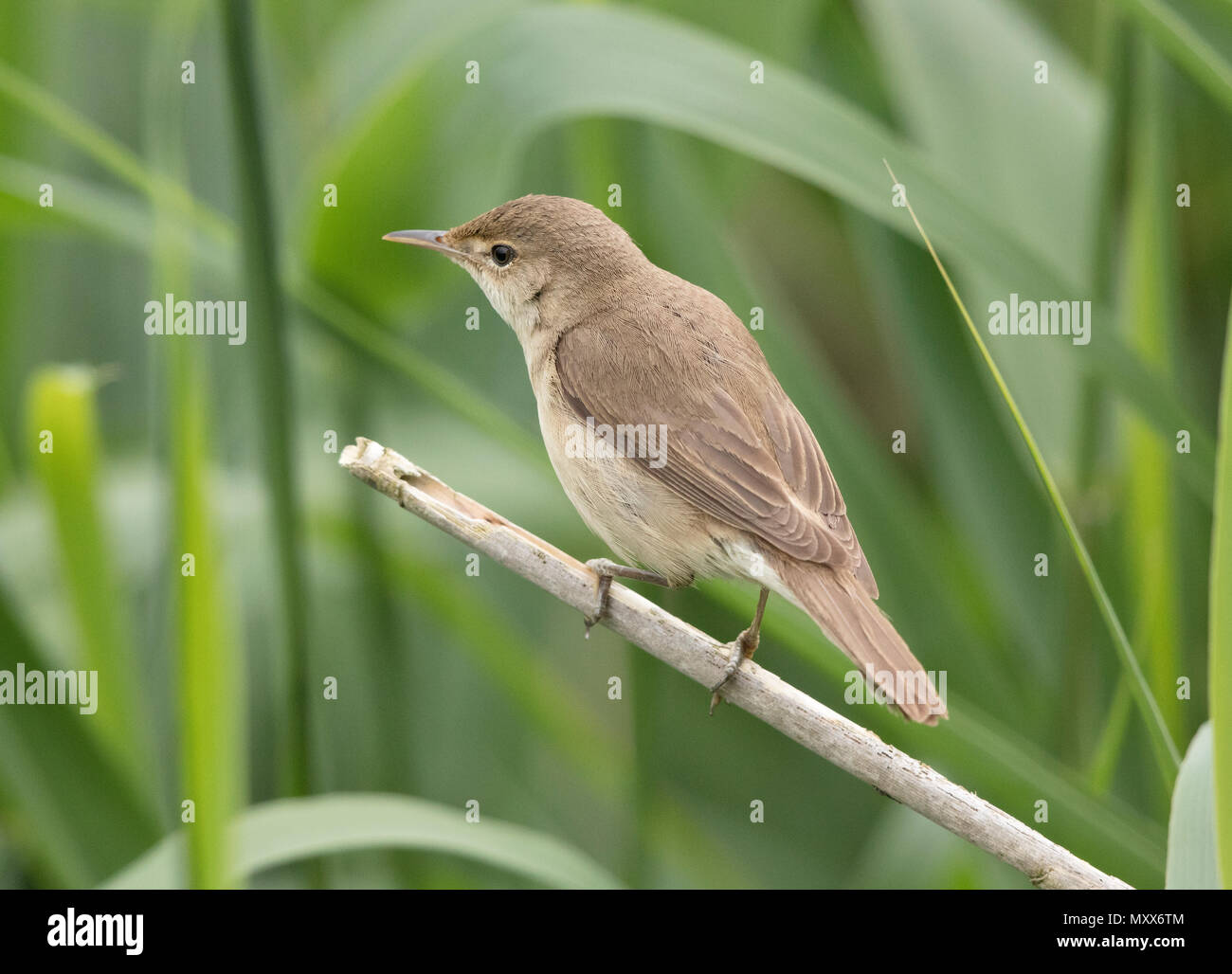 Reed trillo, Acrocephalus scirpaceus, su un reed, confine gallese, 2018 Foto Stock