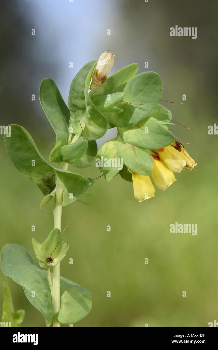 - Honeywort Cerinthe major Foto Stock