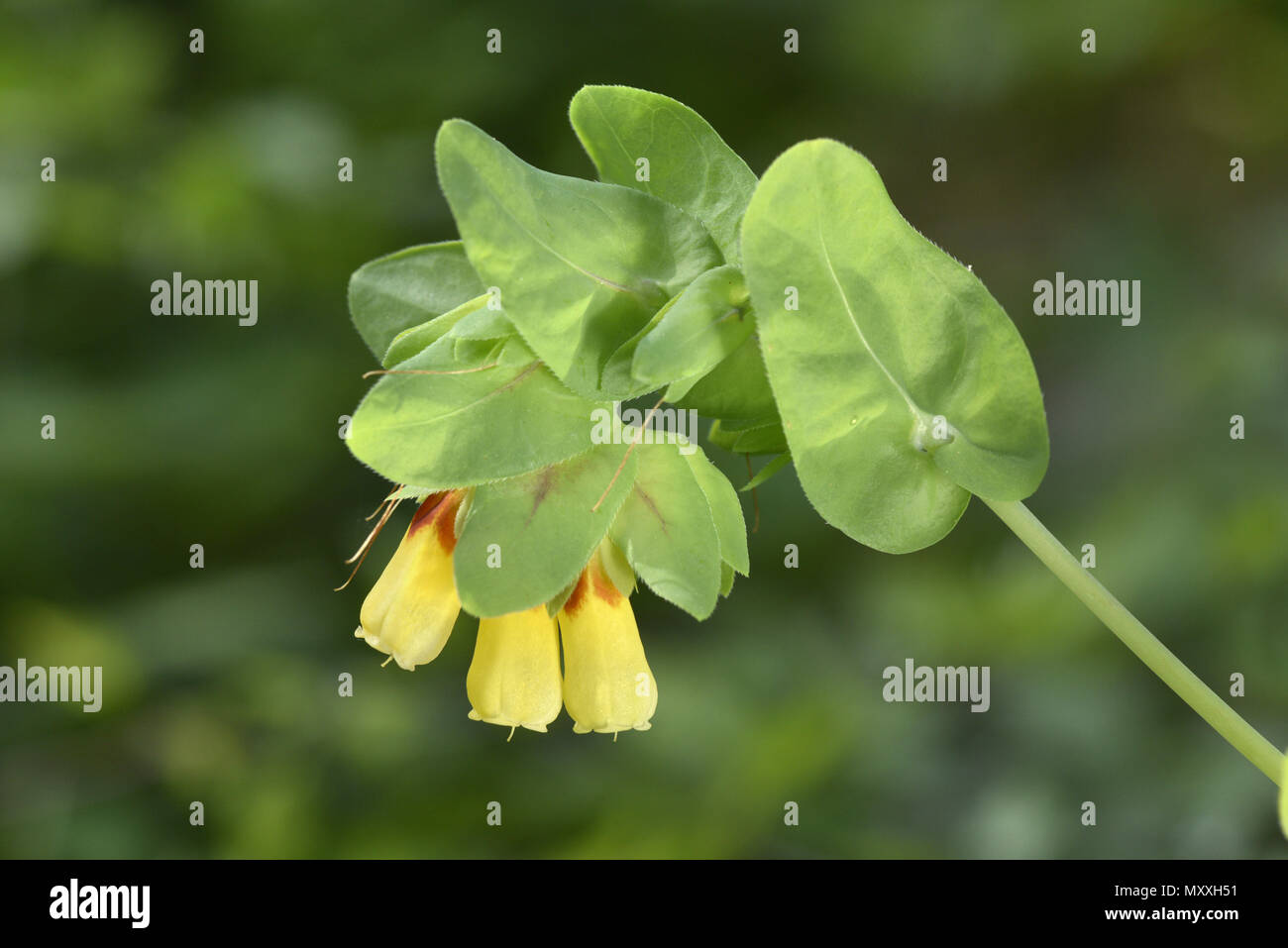 - Honeywort Cerinthe major Foto Stock