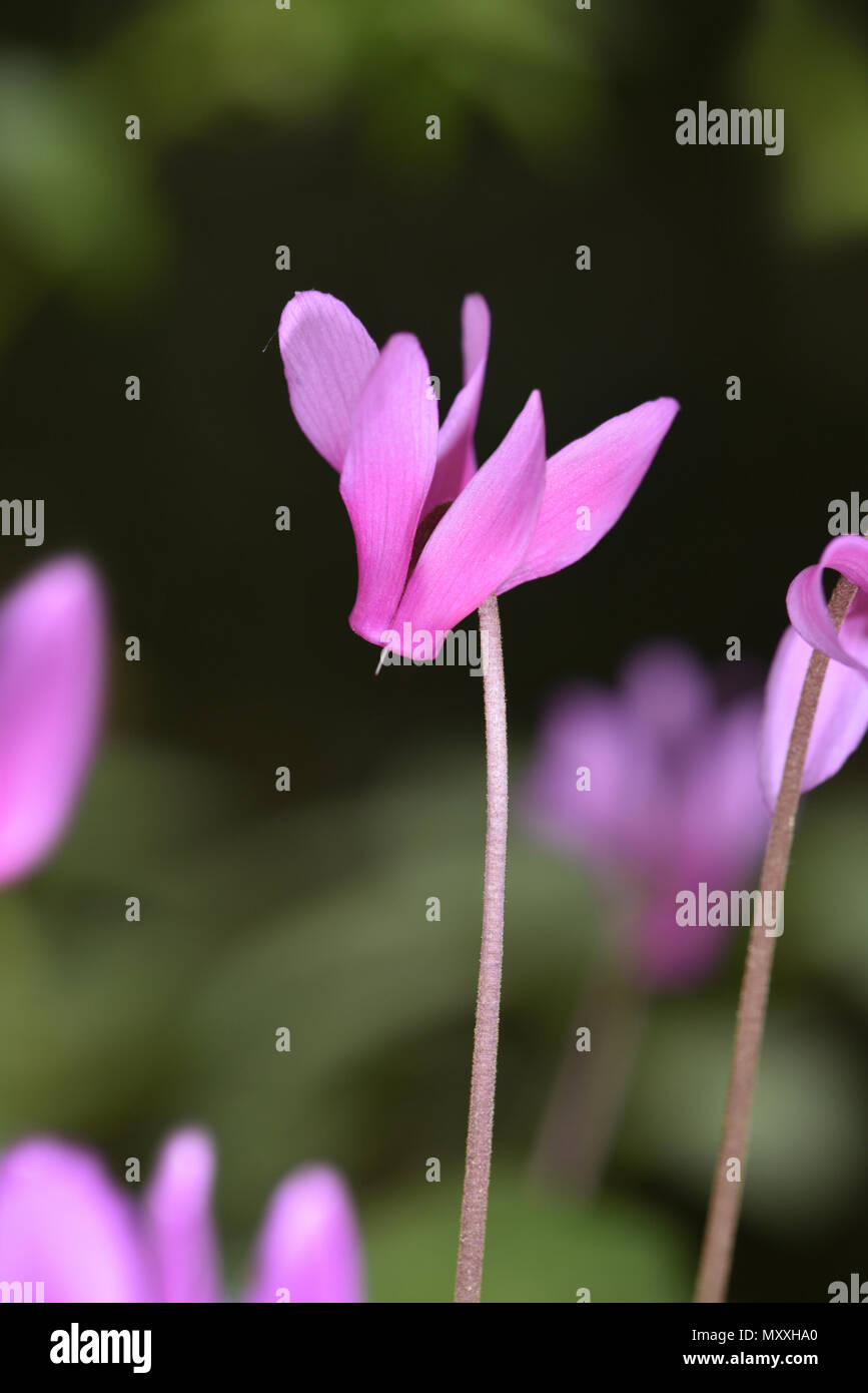 La molla Sowbread - Cyclamen repandum Foto Stock