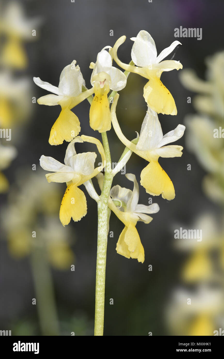 Sparse a fiore Orchid - Orchis pauciflora Foto Stock