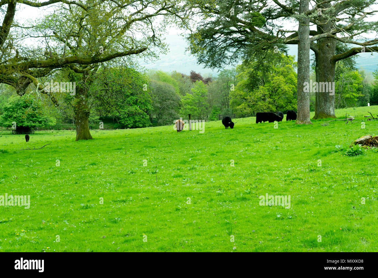 Agriturismo, Scozia campagna, Gran Bretagna Foto Stock