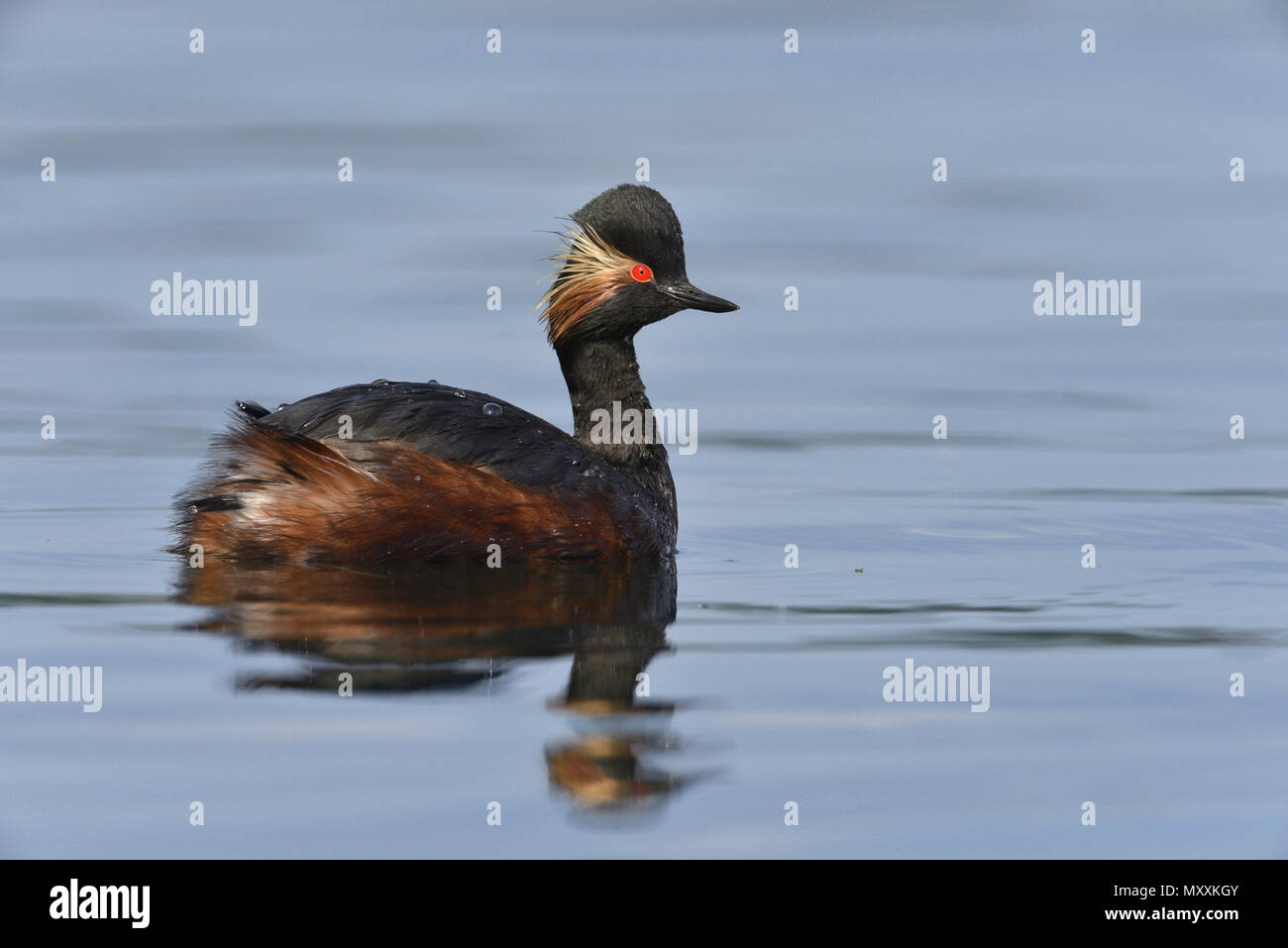 Nero-Svasso collo - Podiceps nigricollis Foto Stock