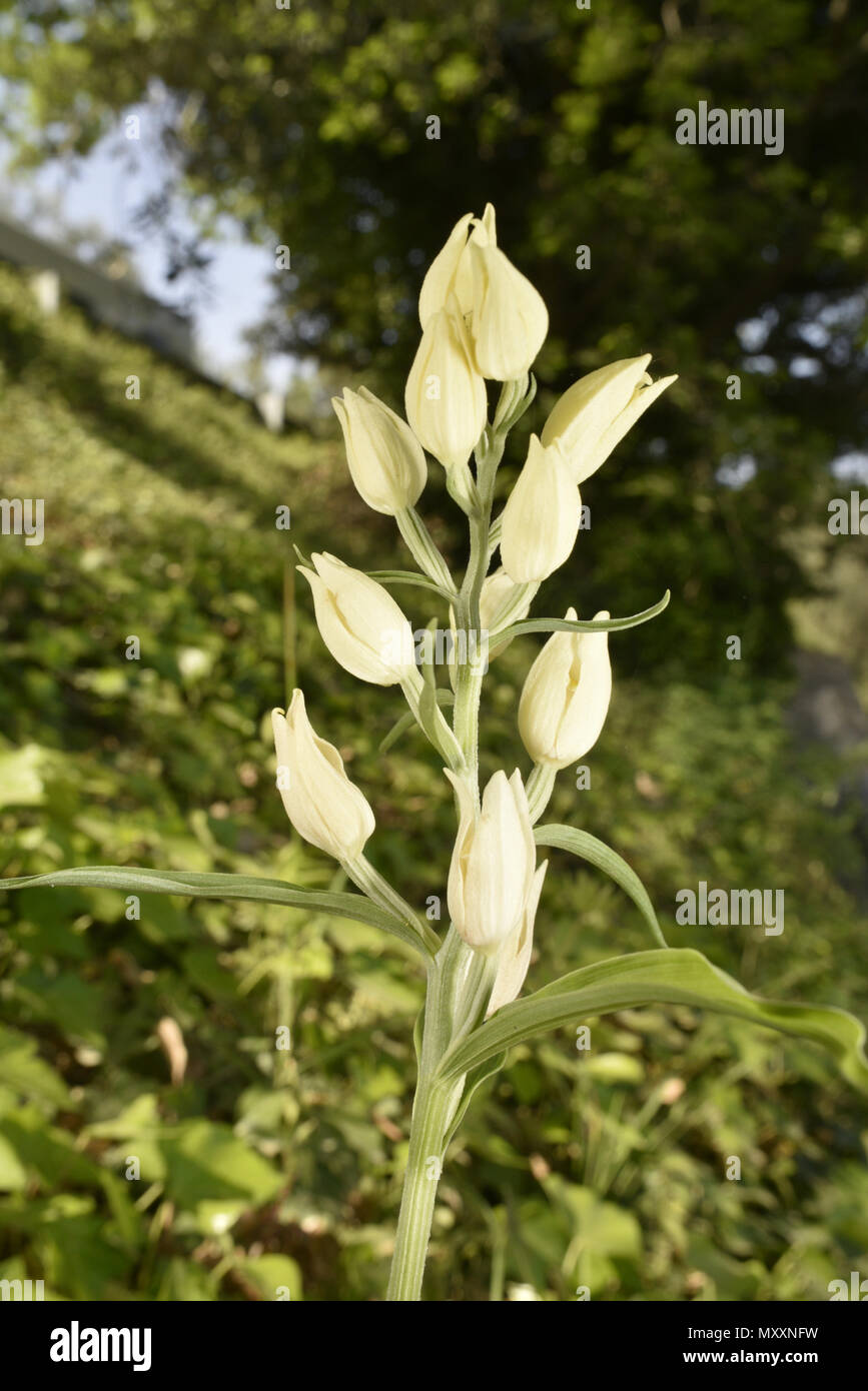 White Helleborine - Cephalanthera damasonium Foto Stock