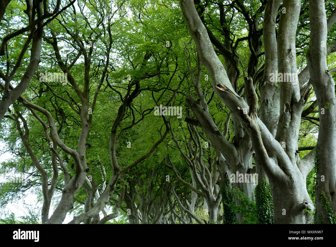 Dark siepi, Irlanda del Nord< Regno Unito Foto Stock