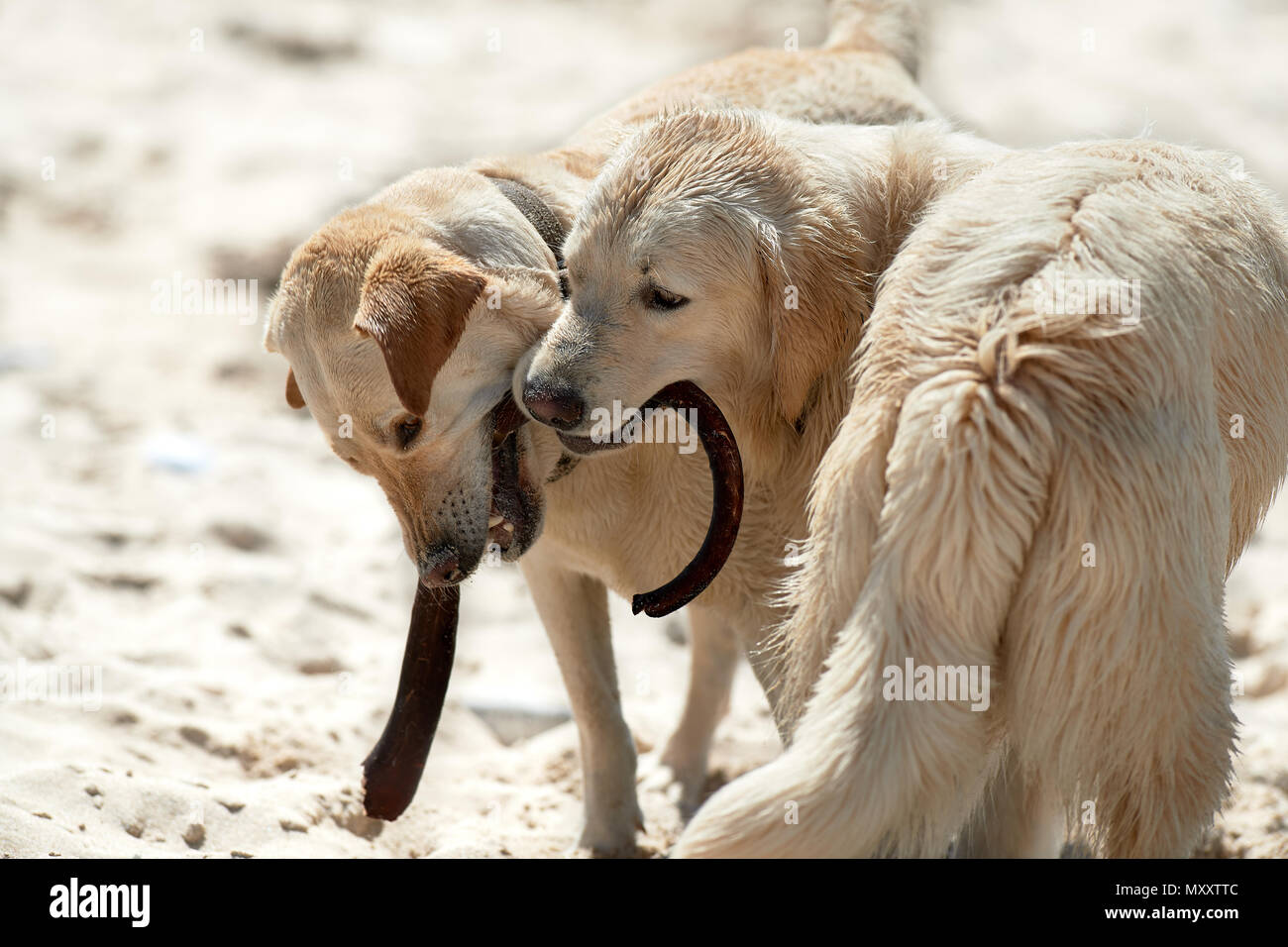 Il Labrador Retriever e giocando sulla spiaggia con kelp stipe Foto Stock
