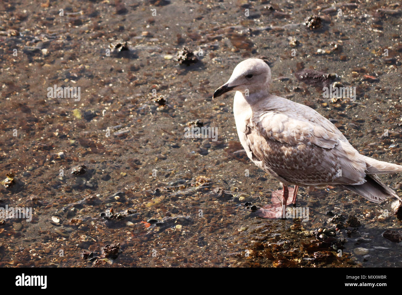 Lonely Seagull in piedi in acqua Foto Stock