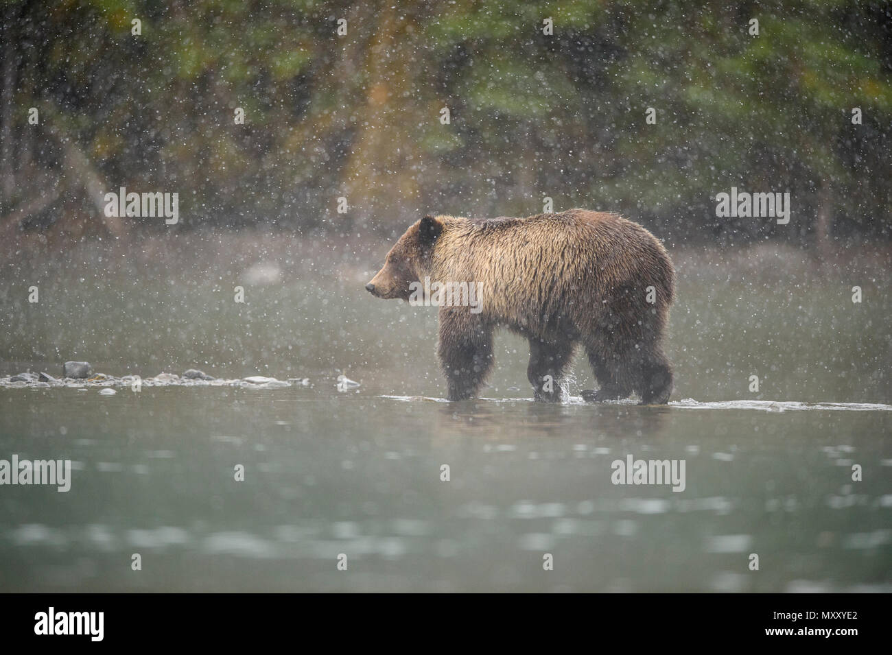 Orso grizzly (Ursus arctos) Caccia salmoni. Deserto Chilcotin, British Columbia BC, Canada Foto Stock