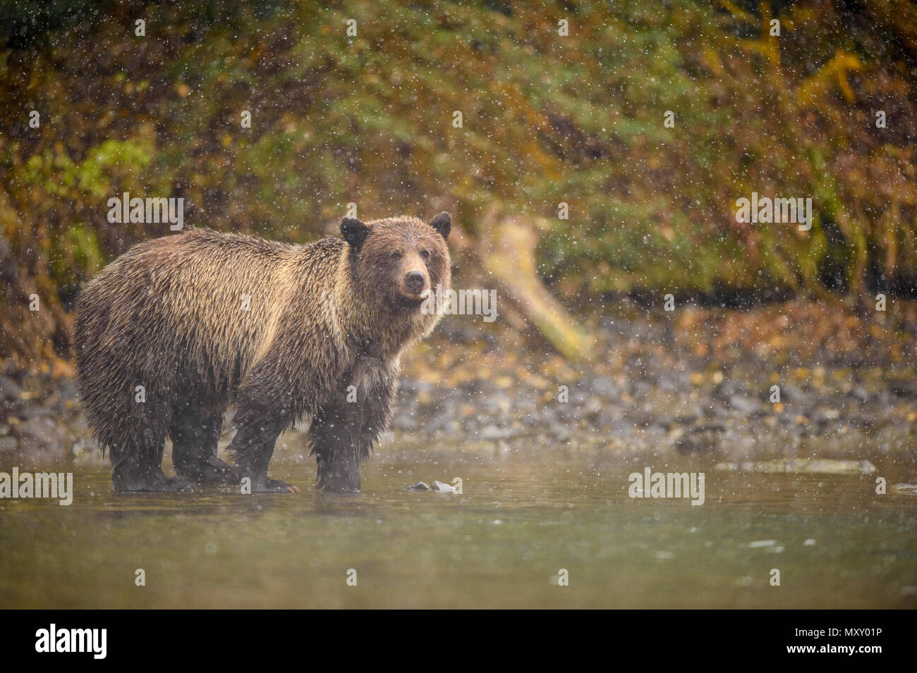 Orso grizzly (Ursus arctos) Caccia salmoni. Deserto Chilcotin, British Columbia BC, Canada Foto Stock