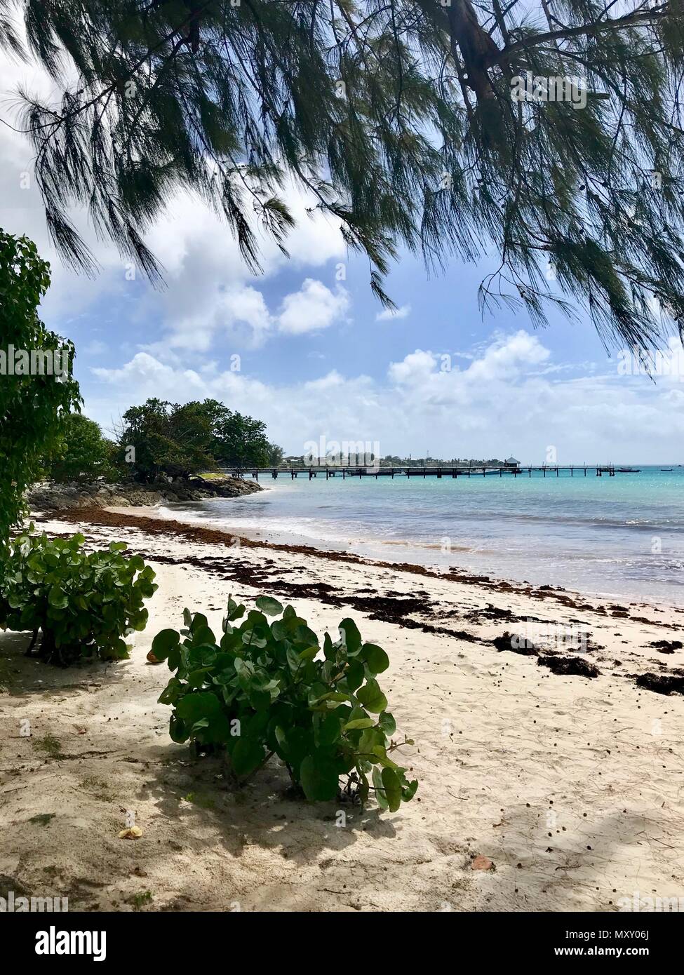 Idilliaco Welches bella spiaggia di Oistins sull'isola caraibica di Barbados con vegetazione lussureggiante, sabbia bianca, acque cristalline e un molo Foto Stock