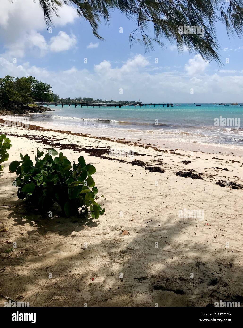 Idilliaco Welches bella spiaggia di Oistins sull'isola caraibica di Barbados con vegetazione lussureggiante, sabbia bianca, acque cristalline e un molo Foto Stock