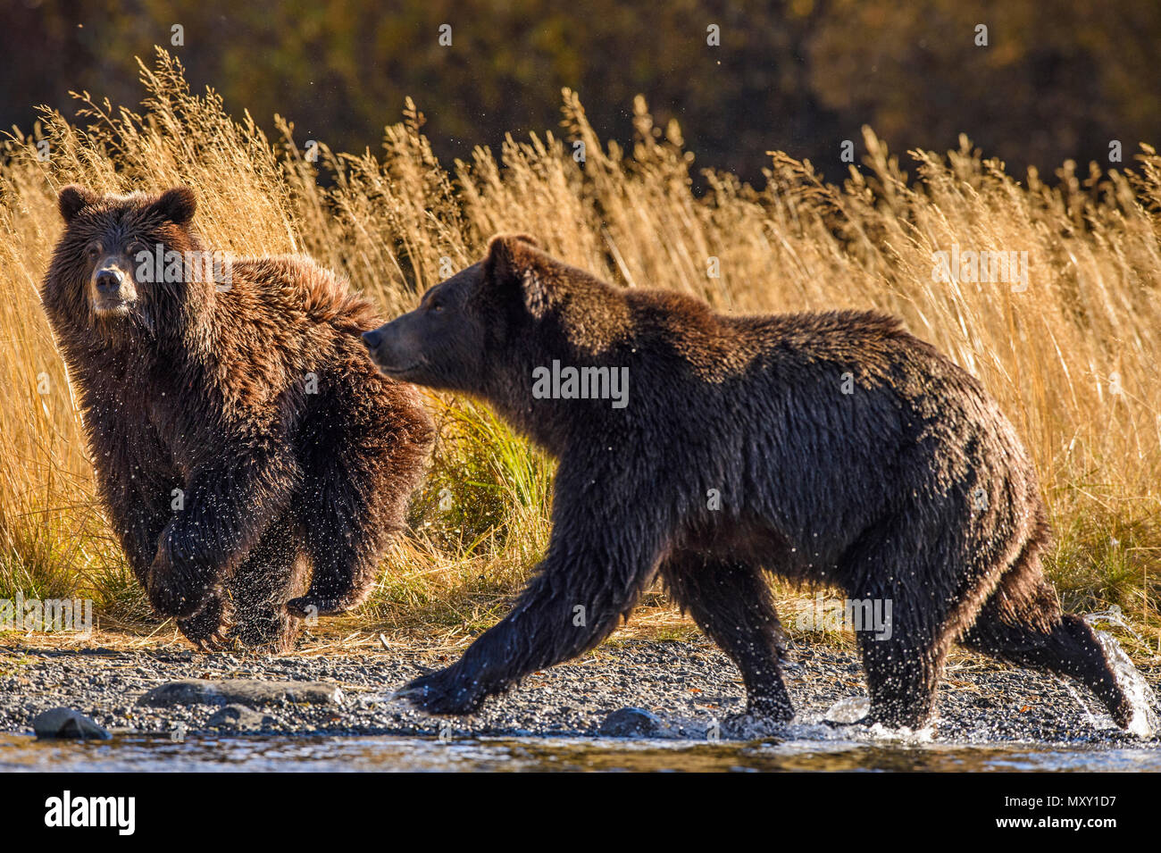 Orso grizzly (Ursus arctos)- Caccia Salmone Sockeye lungo la riva del fiume Chilko, Chilcotin deserto, British Columbia BC, Canada Foto Stock