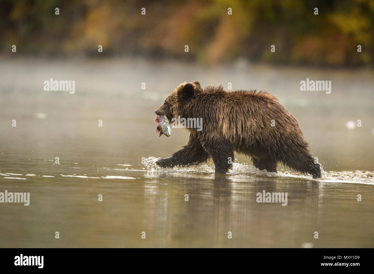 Orso grizzly (Ursus arctos) Caccia salmoni. Deserto Chilcotin, British Columbia BC, Canada Foto Stock