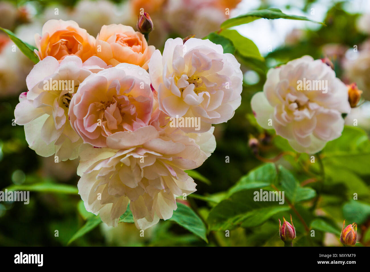 Cluster di Rose in fiore in un giardino Foto Stock