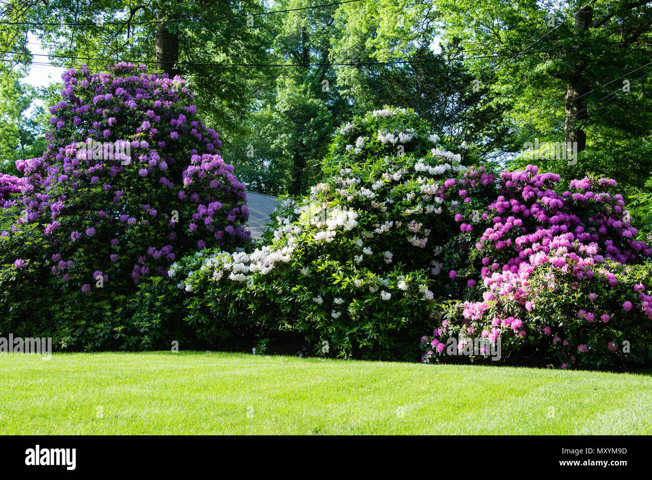 Cespugli di rododendro in primavera formano una coloratissima linea di recinzione nella zona suburbana di White Plains, NY Foto Stock