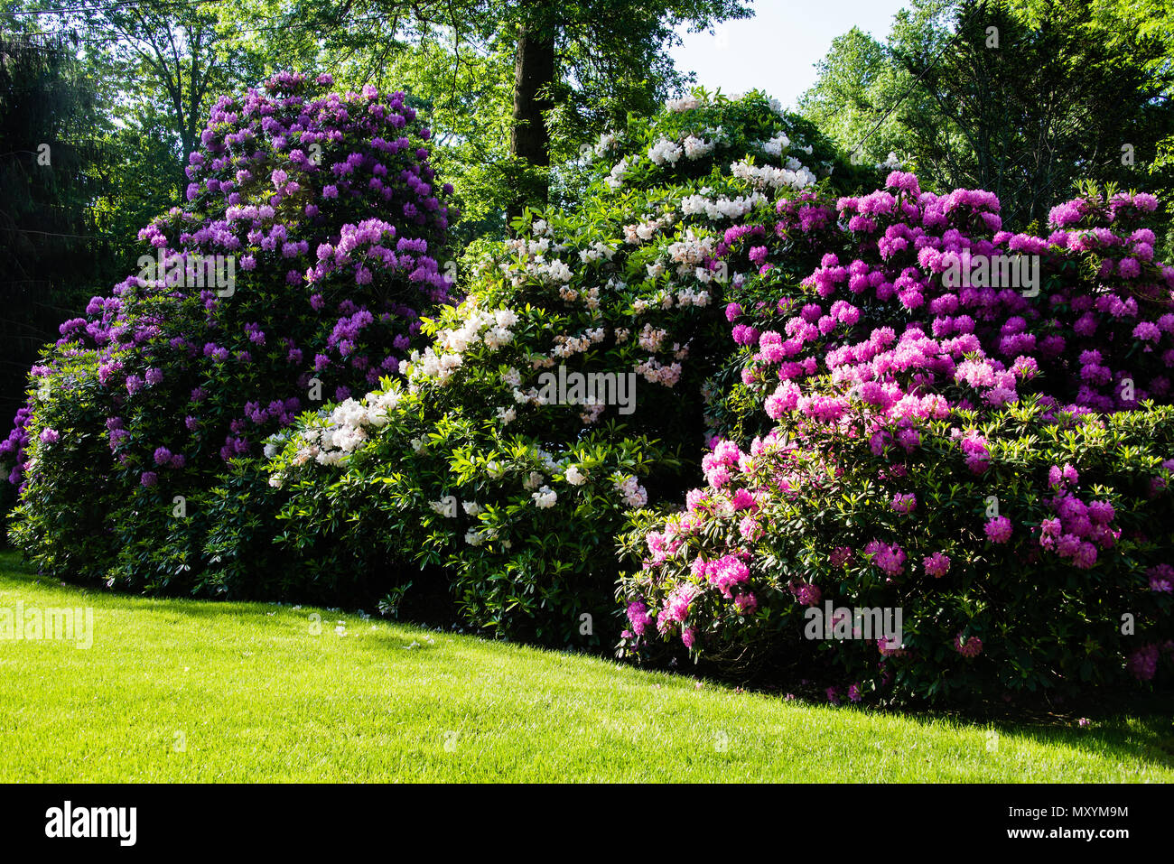 Cespugli di rododendro in primavera formano una coloratissima linea di recinzione nella zona suburbana di White Plains, NY Foto Stock