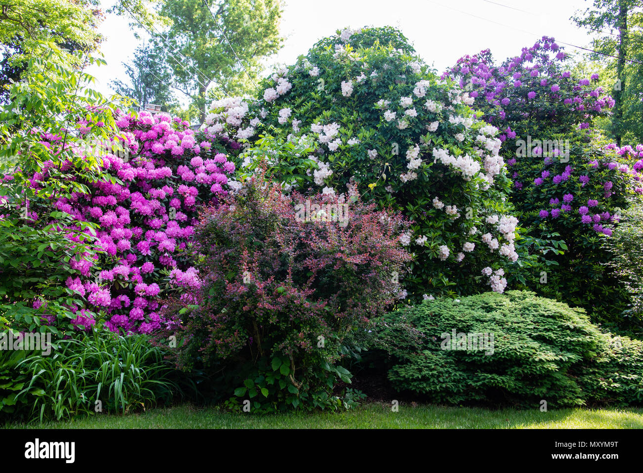 Cespugli di rododendro in primavera formano una coloratissima linea di recinzione nella zona suburbana di White Plains, NY Foto Stock